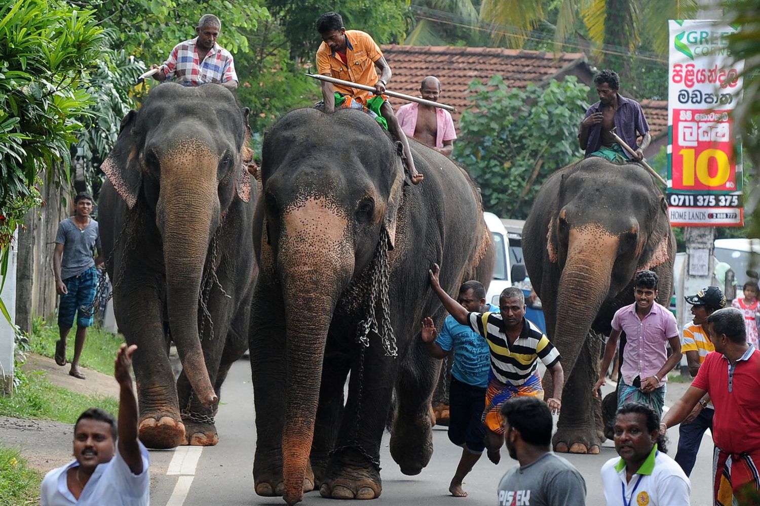 Elefanti in Sri Lanka