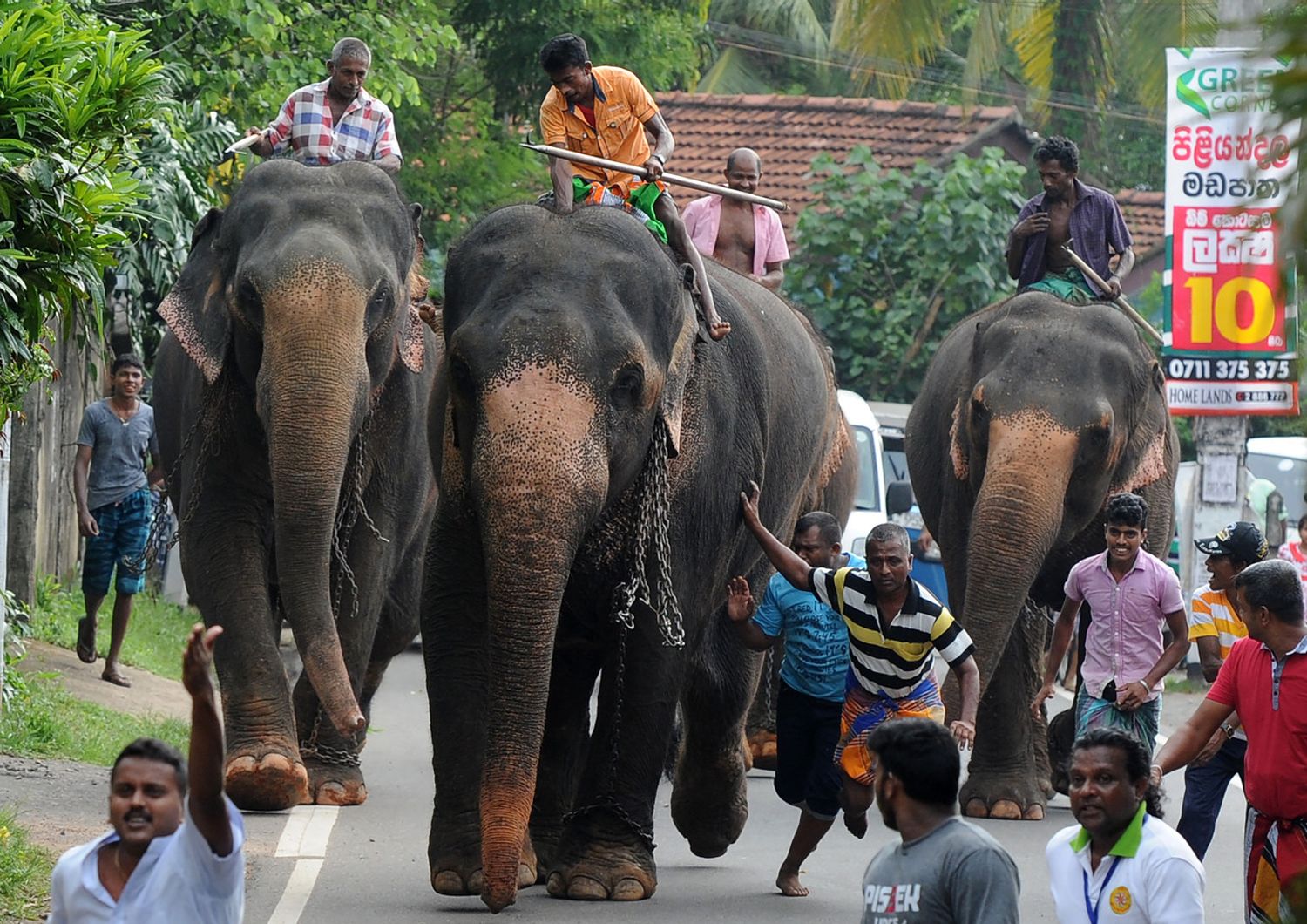 Elefanti in Sri Lanka