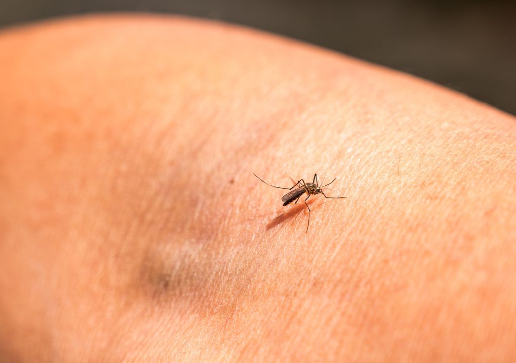 &nbsp;Una zanzara che trasmette la malaria