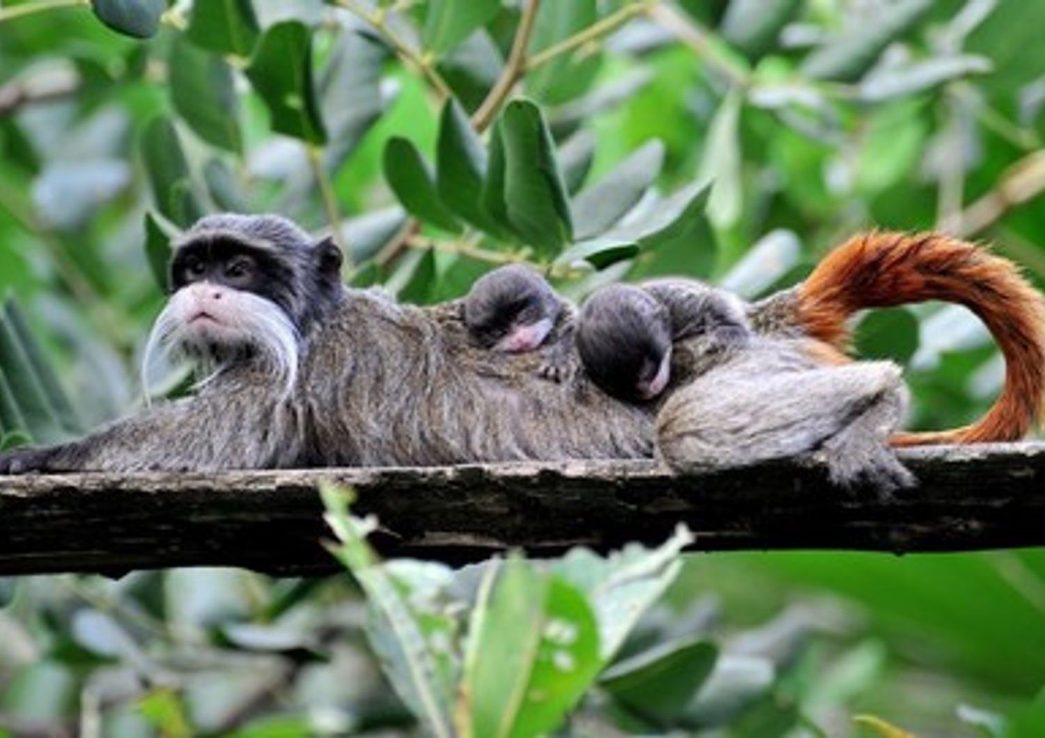 Due gemelli di tamarino imperatore nati al Bioparco