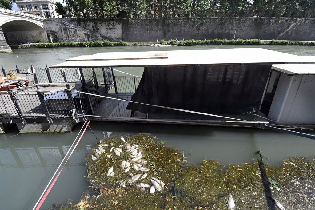 &nbsp;Moria pesci nel Tevere