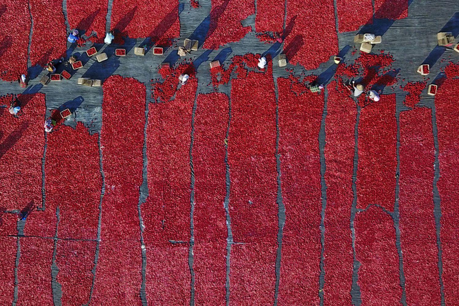 Raccolta di pomodori nel Nord della Cina