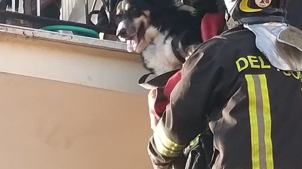 Il salvataggio di un cane da uno degli appartamenti della palazzina distrutta da un'esplosione a Roma