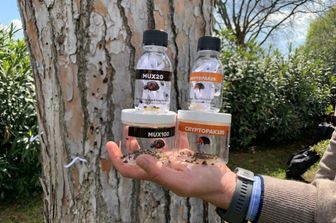 Le due specie di coccinelle utilizzate per combattere il parassita dei pini romani&nbsp;