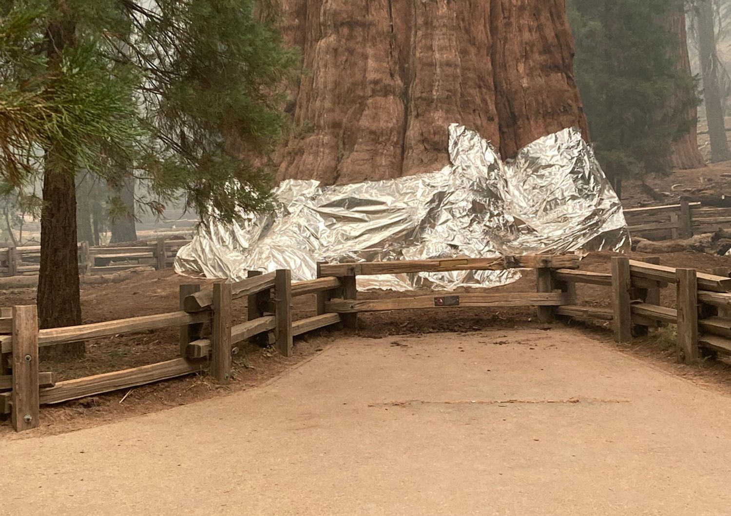 General Sherman, una delle sequoia pi&ugrave; vecchie e imponenti del mondo