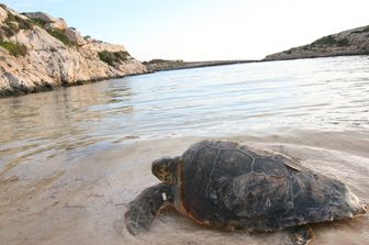 Una tartaruga marina sull'isola di Lampedusa&nbsp;
