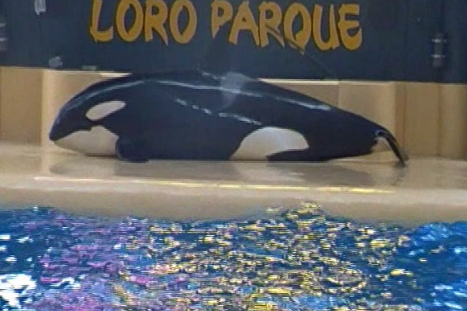 L'orca che, secondo gli ambientalisti, avrebbe tentato il suicidio