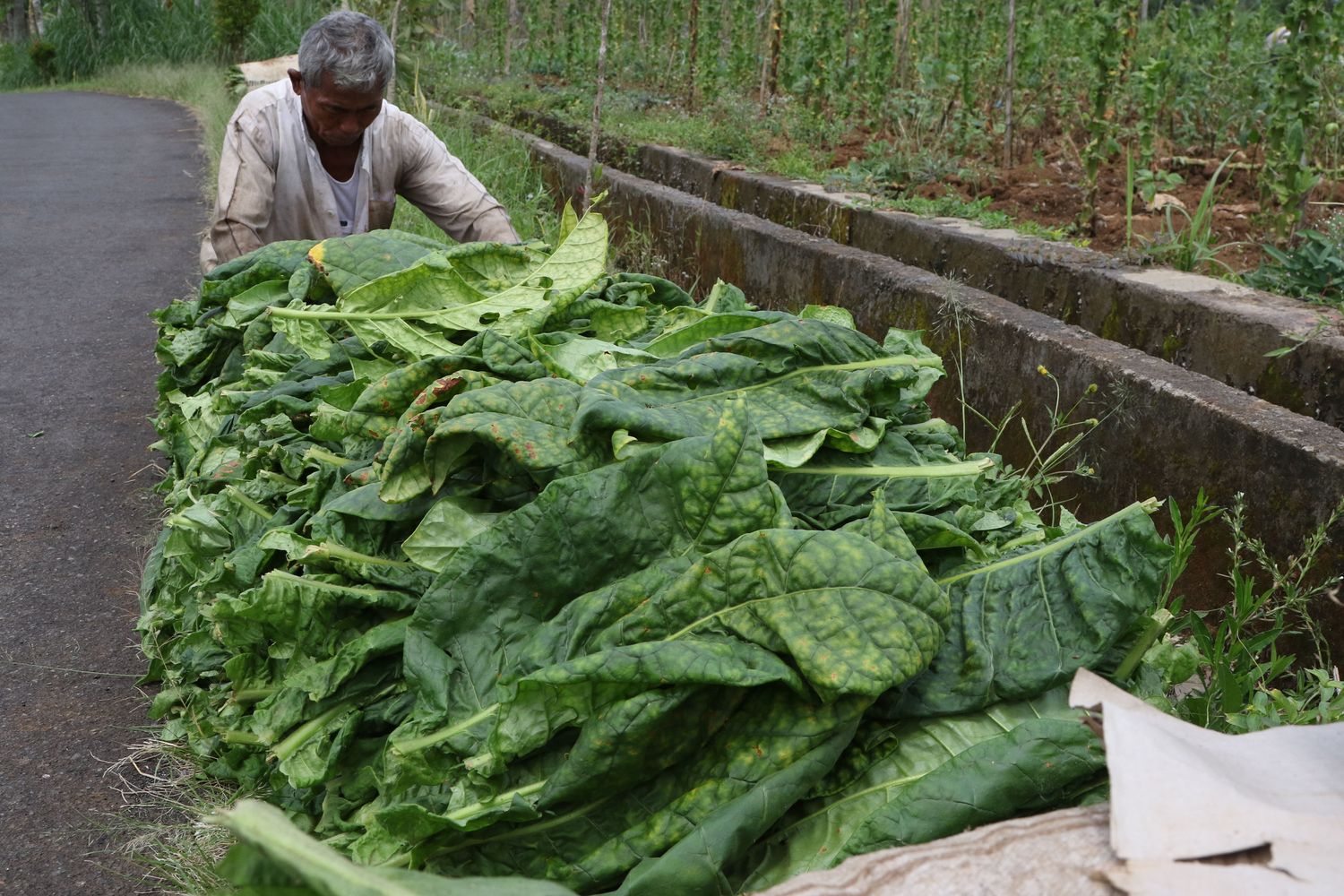 Coltivazione di tabacco