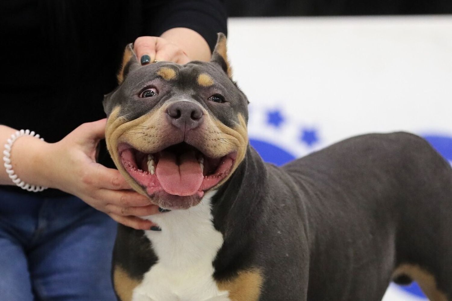 Cane di razza Amstaff