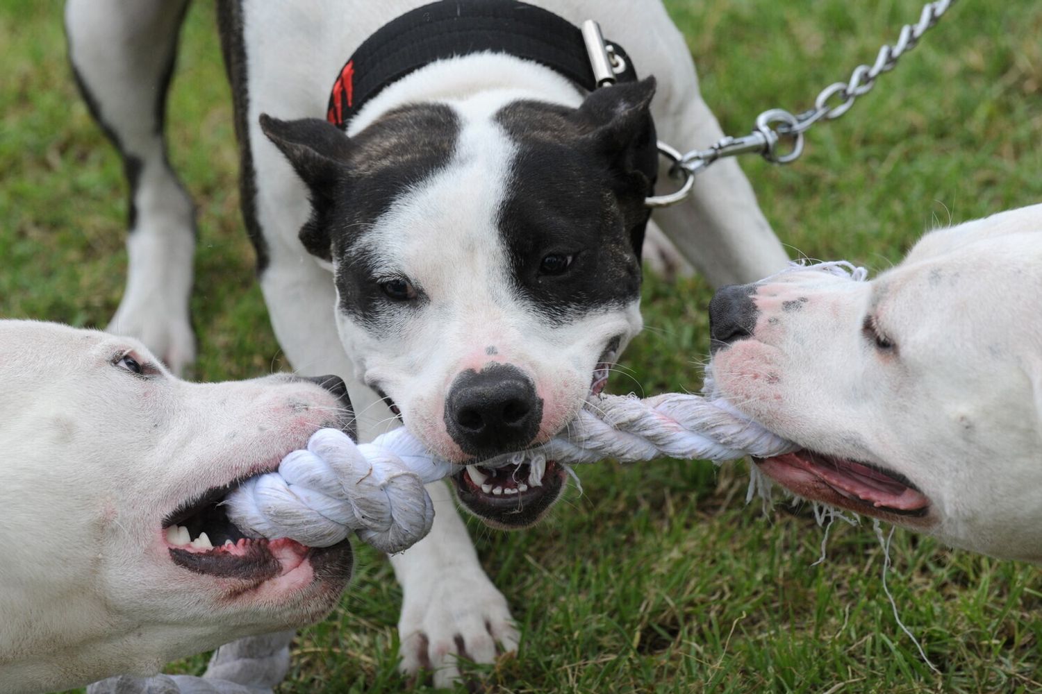 Addestramento Pitbull