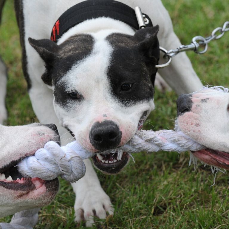 Addestramento Pitbull