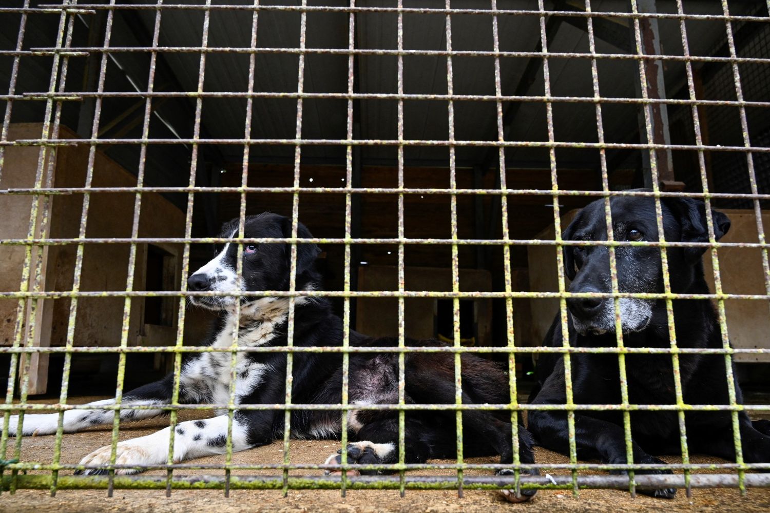 Animali in un canile&nbsp;