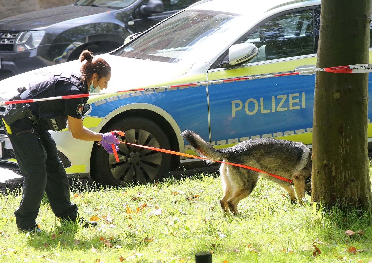 Cani poliziotto a lavoro
