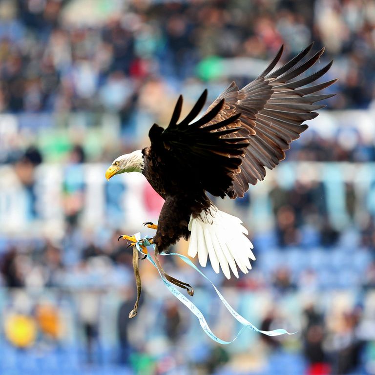 Aquila Olympia, simbolo della Lazio