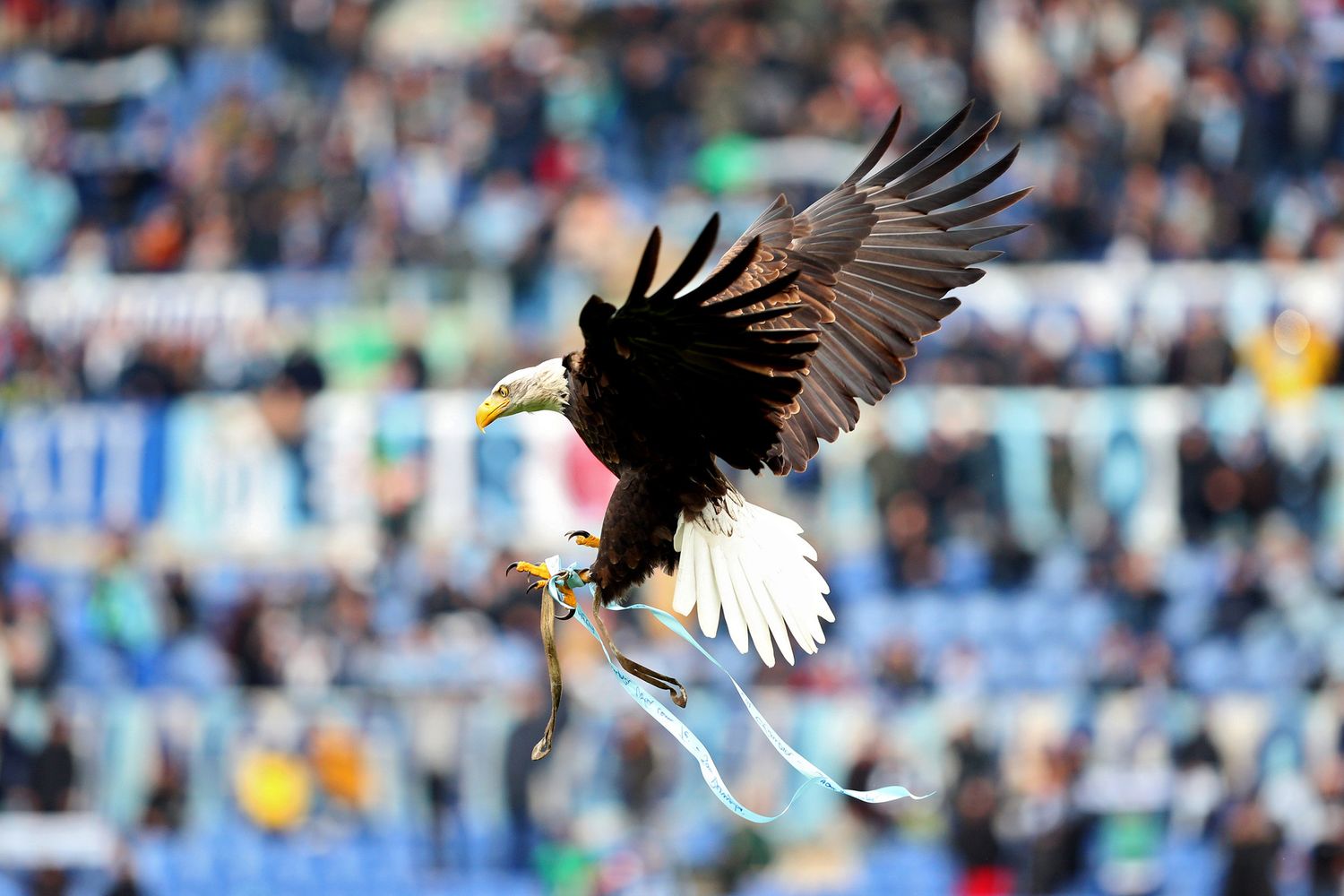 Aquila Olympia, simbolo della Lazio