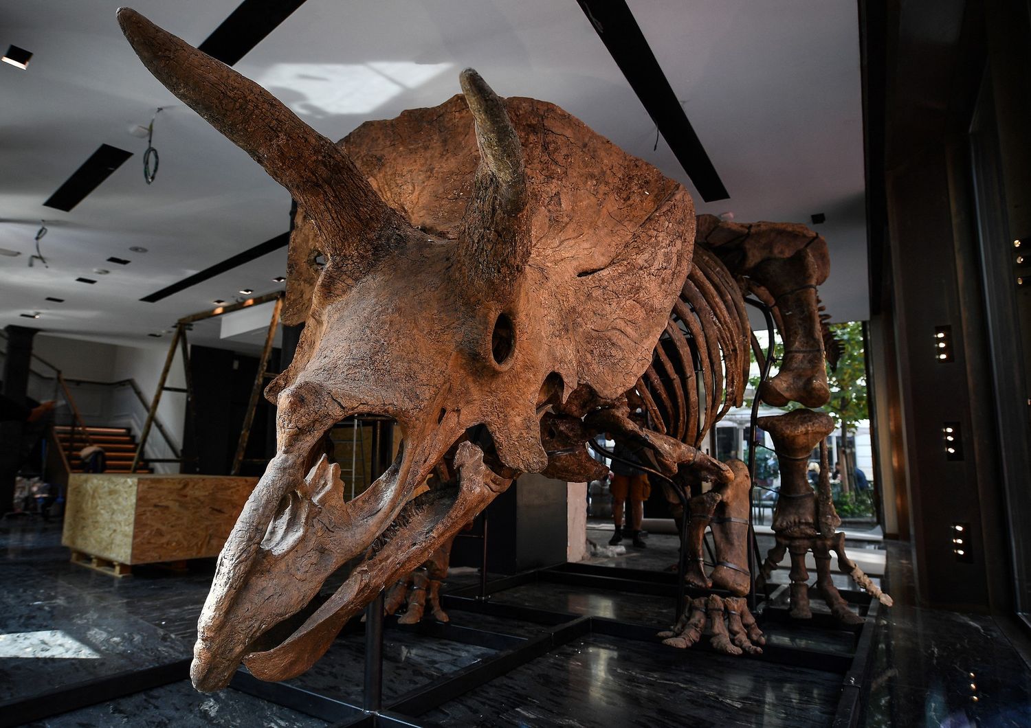 Il triceratopo &quot;Big John&quot; venduto all'asta per 6,6 milioni di dollari