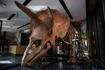 Il triceratopo &quot;Big John&quot; venduto all'asta per 6,6 milioni di dollari