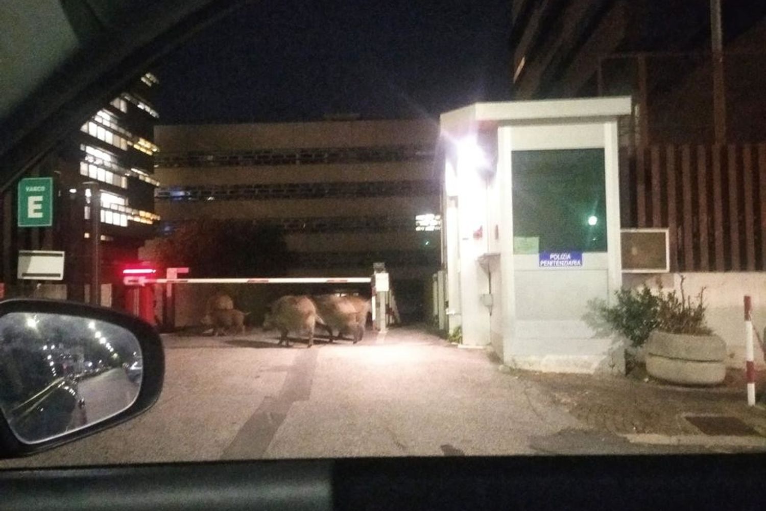 Cinghiali all'ingresso del Tribunale di Roma in via Antonio Varisco&nbsp;