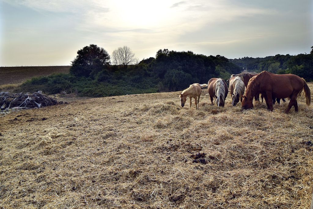 Riserva Naturale della Marcigliana nel III municipio&nbsp;