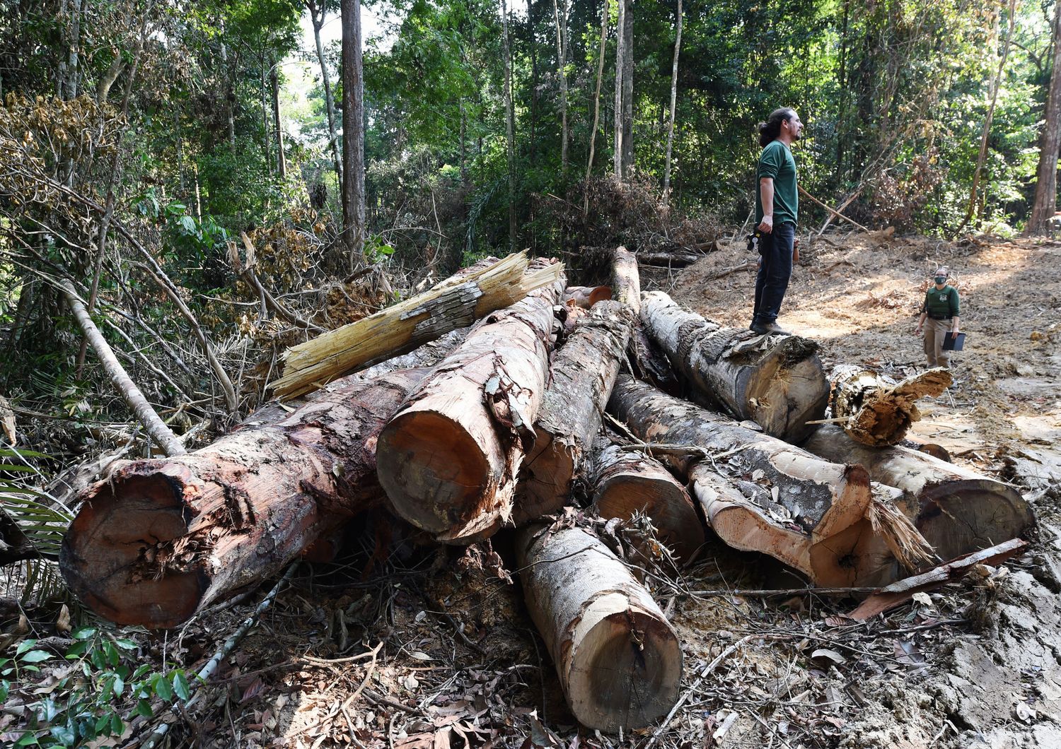 mondo promette quasi 20 miliardi contro deforestazione
