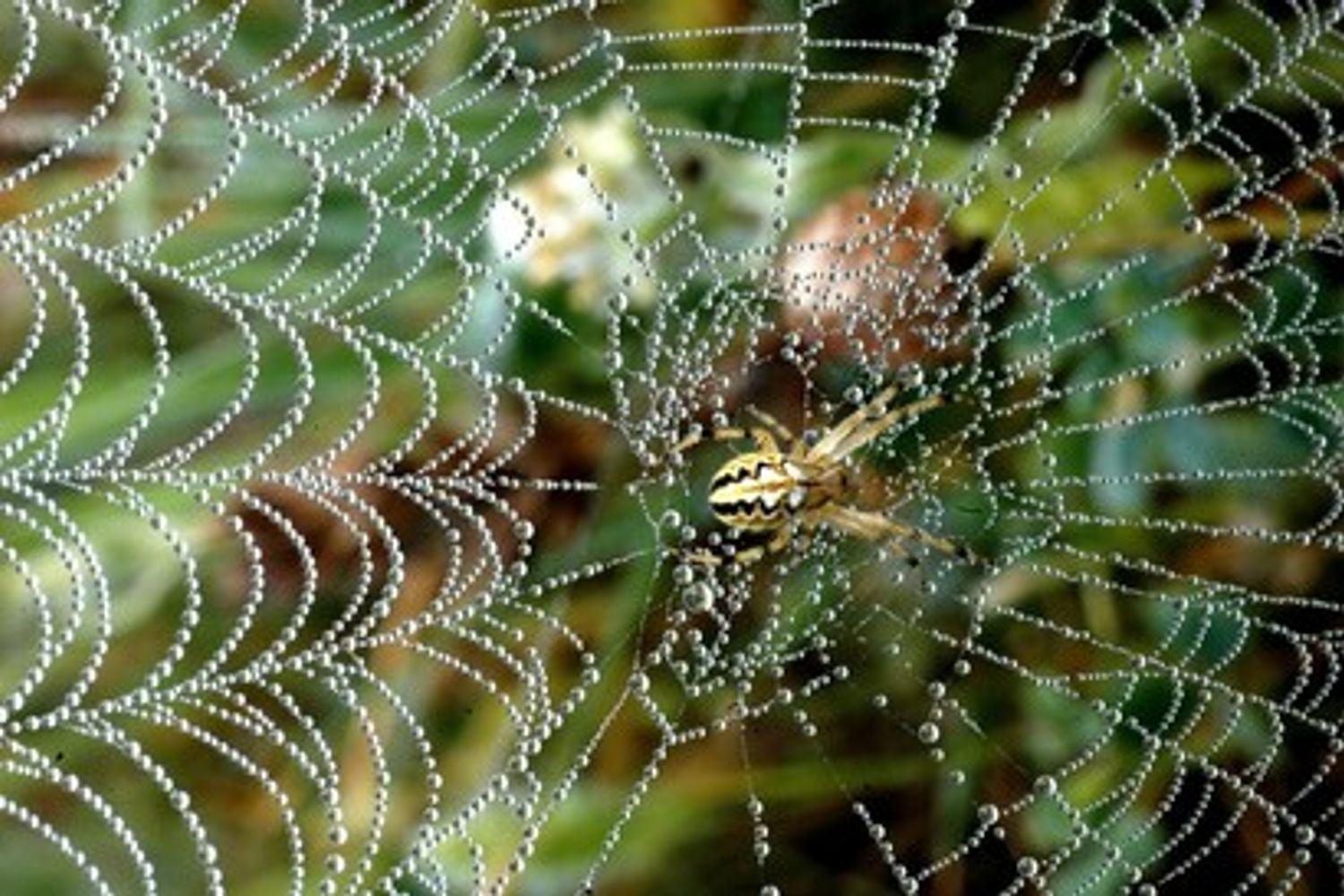 Studi sulle ragnatele&nbsp;