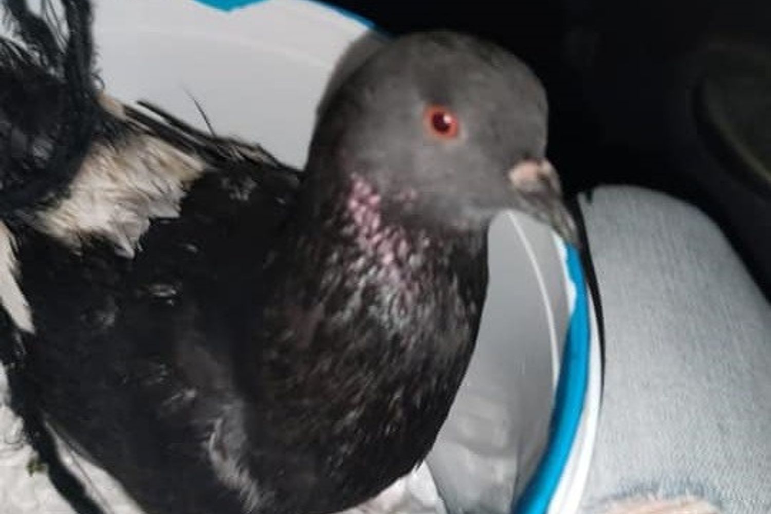 Il piccione proveniente dalla Libia e salvato dai volontari dell'Oipa a Trapani&nbsp;