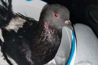 Il piccione proveniente dalla Libia e salvato dai volontari dell'Oipa a Trapani&nbsp;