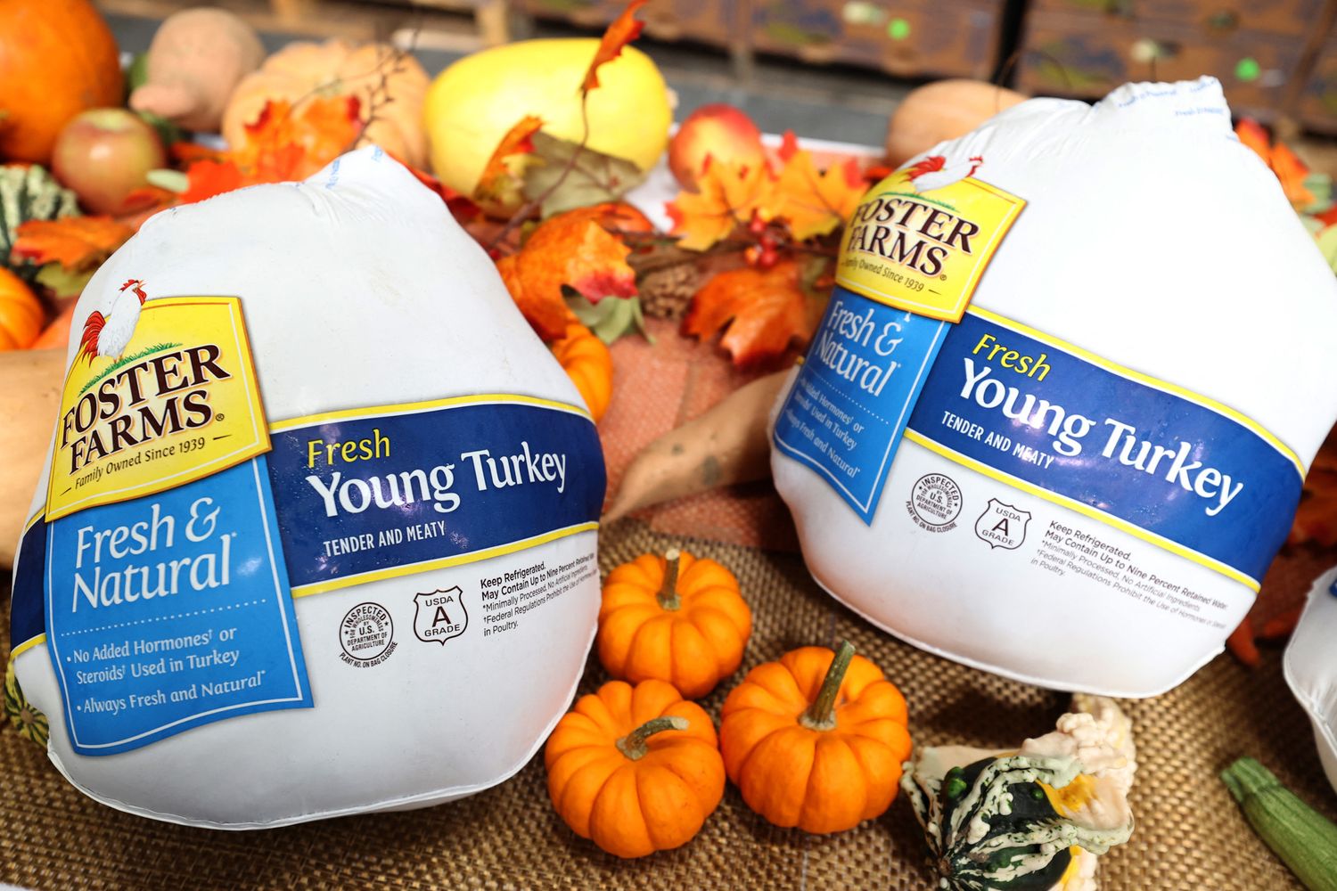 Tacchini per il giorno del ringraziamento