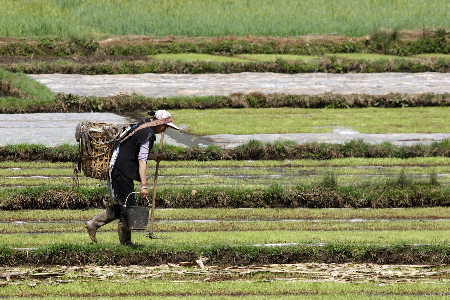 Contadino in Cina, migrazioni linguistiche legate all'agricoltura di 9.000 anni fa