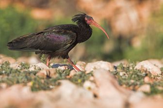 Un ibis eremita