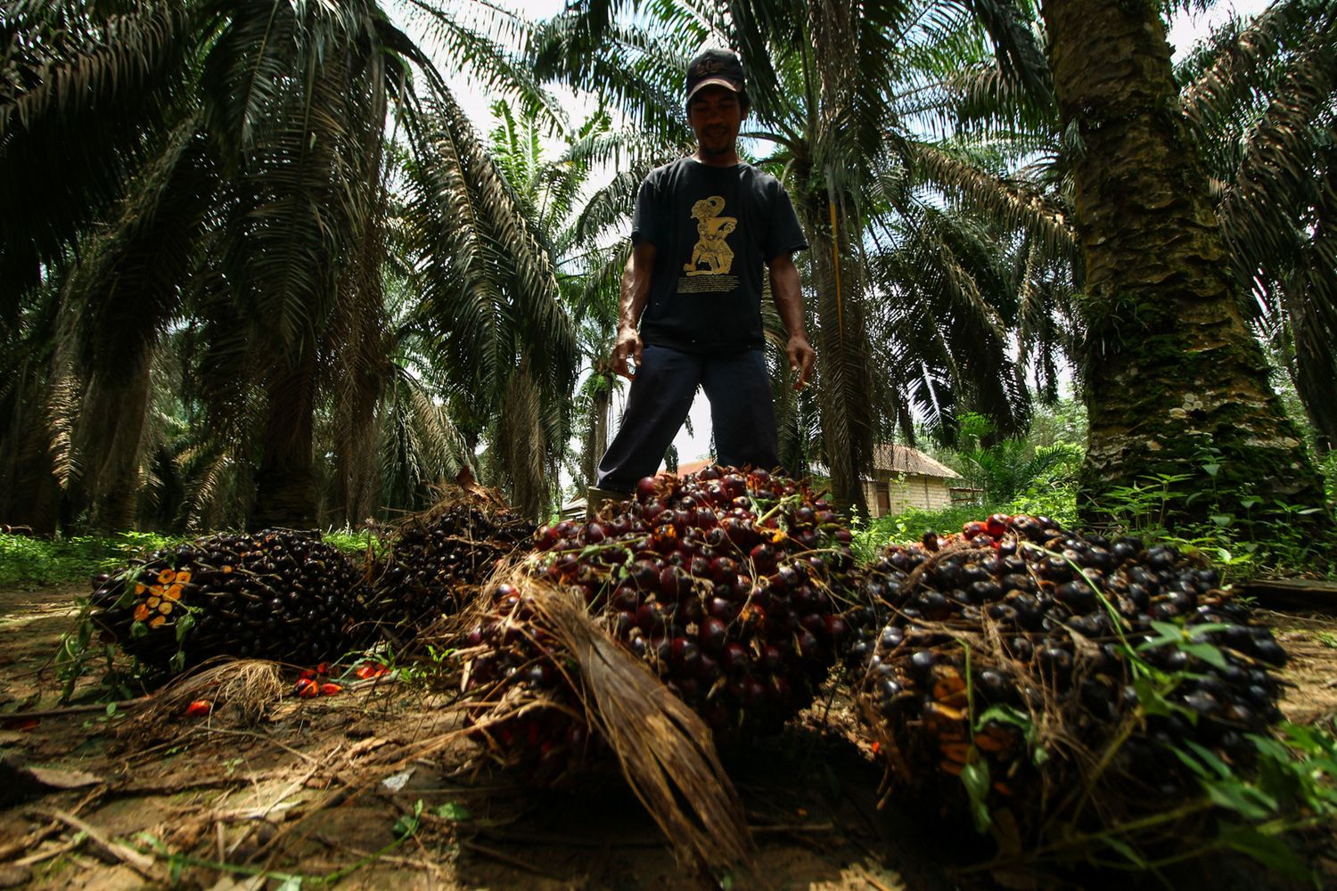 Piantagioni da cui si ricava l'olio di palma&nbsp;