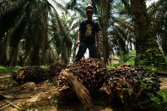 Piantagioni da cui si ricava l'olio di palma&nbsp;