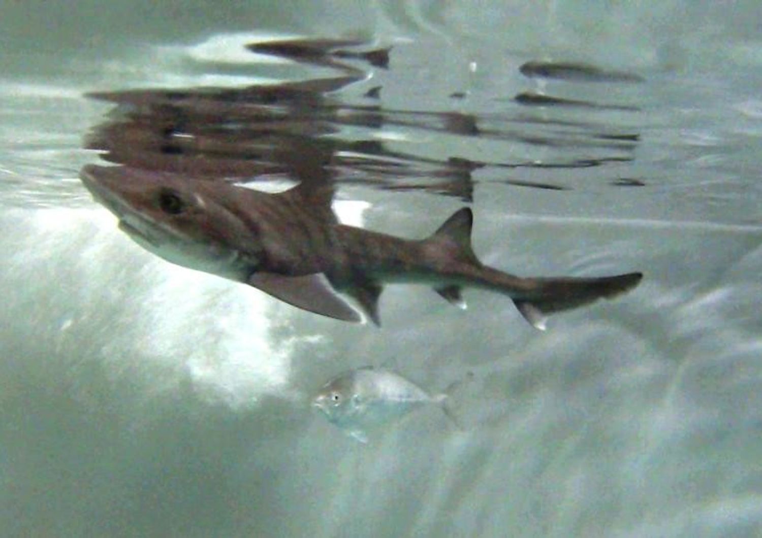 primo squalo nato per partenogenesi sardegna ispera