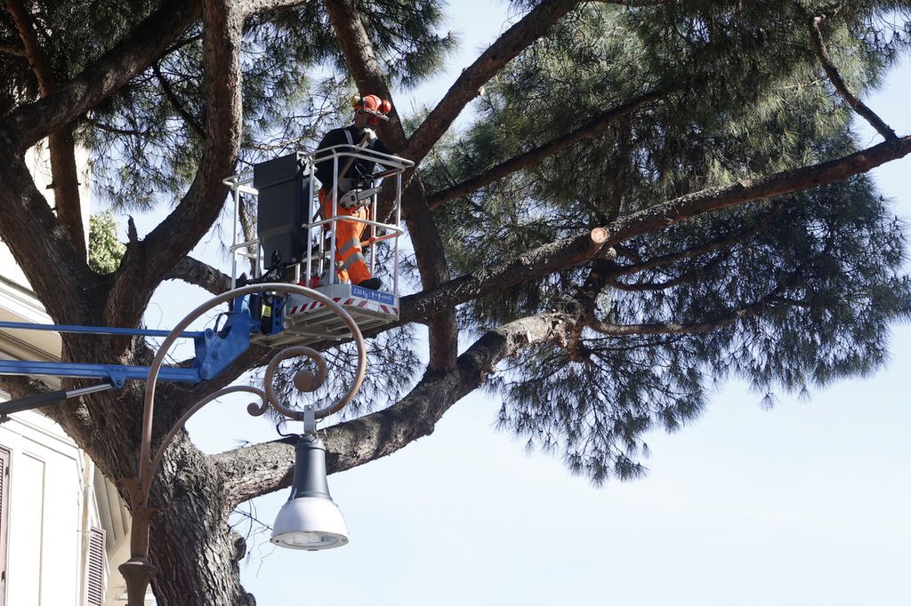 Potatura pini a Roma&nbsp;