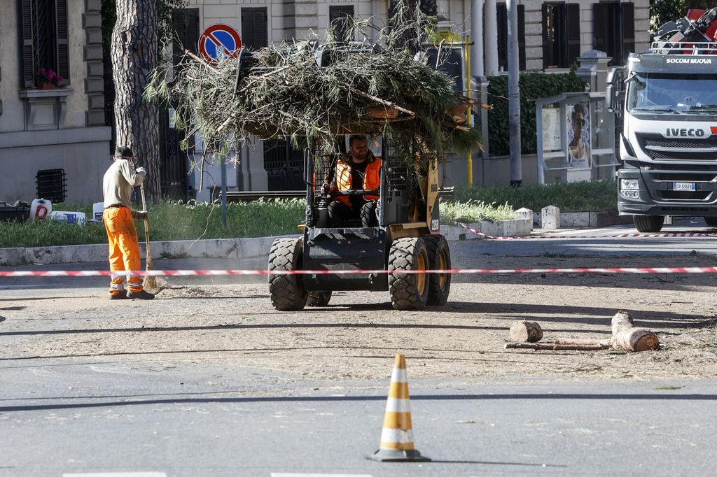 Potatura pini a Roma&nbsp;