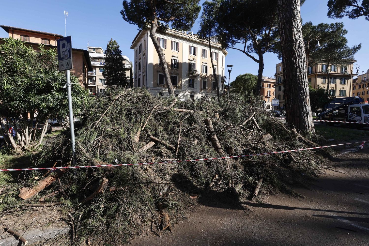 Potatura pini a Roma