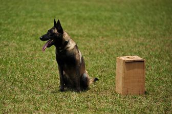 storia cagnolina adottata militare italiano uwait