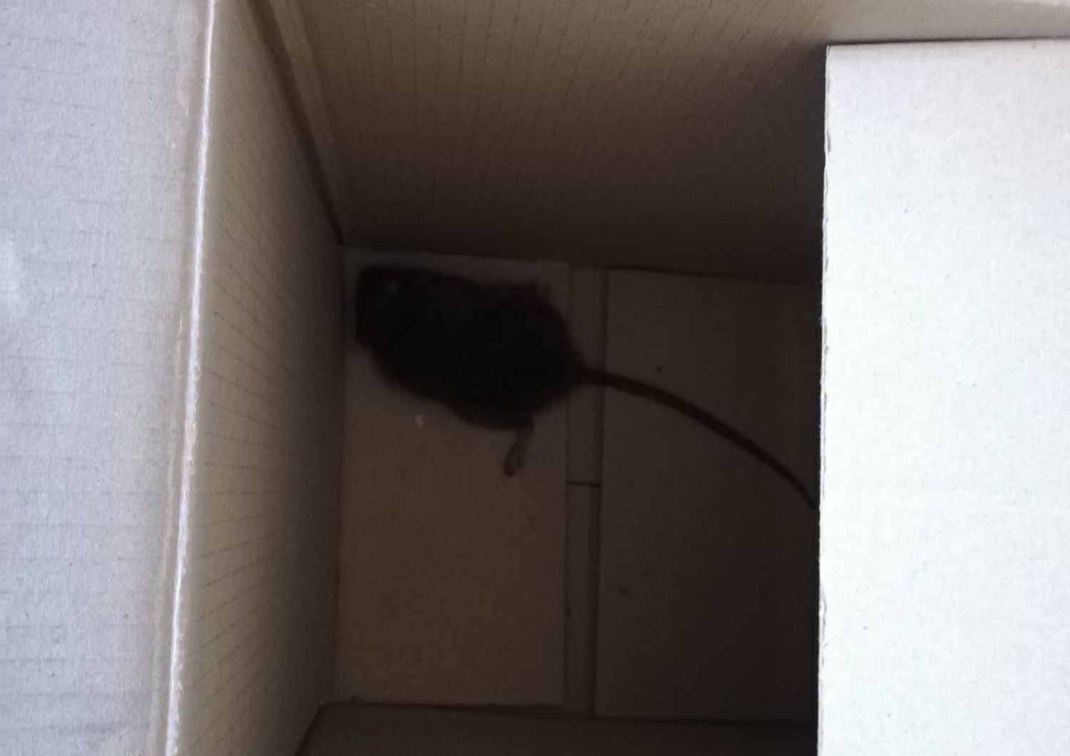 Tarquinia, un topo morto dentro uno scatolone: pacco minatorio al sindaco Giulivi