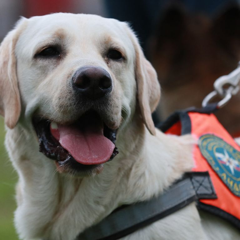 Ravanusa Luna labrador individuato vittime