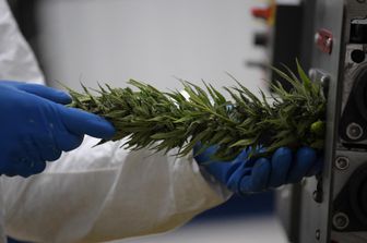 Malta legalizza cannabis scopo ricreativo