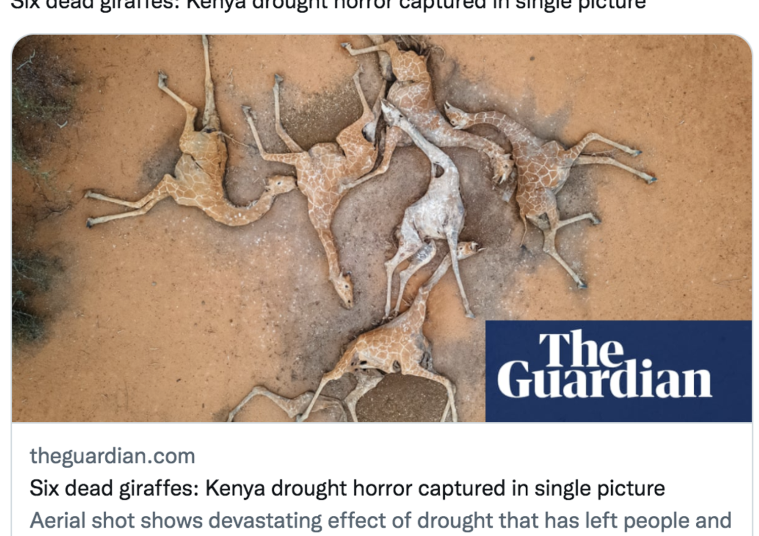 drammatica foto giraffe morte di sete in kenya