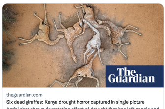 drammatica foto giraffe morte di sete in kenya