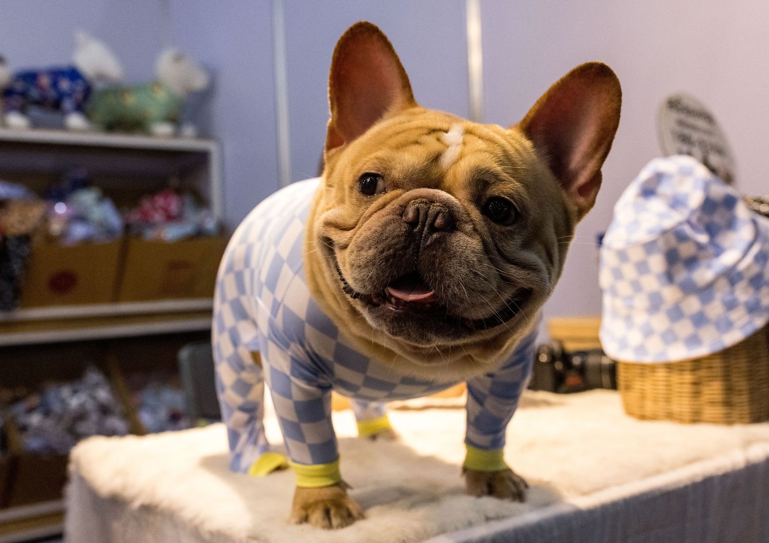 Perché i bulldog francesi sono più esposti ad almeno 20 malattie
