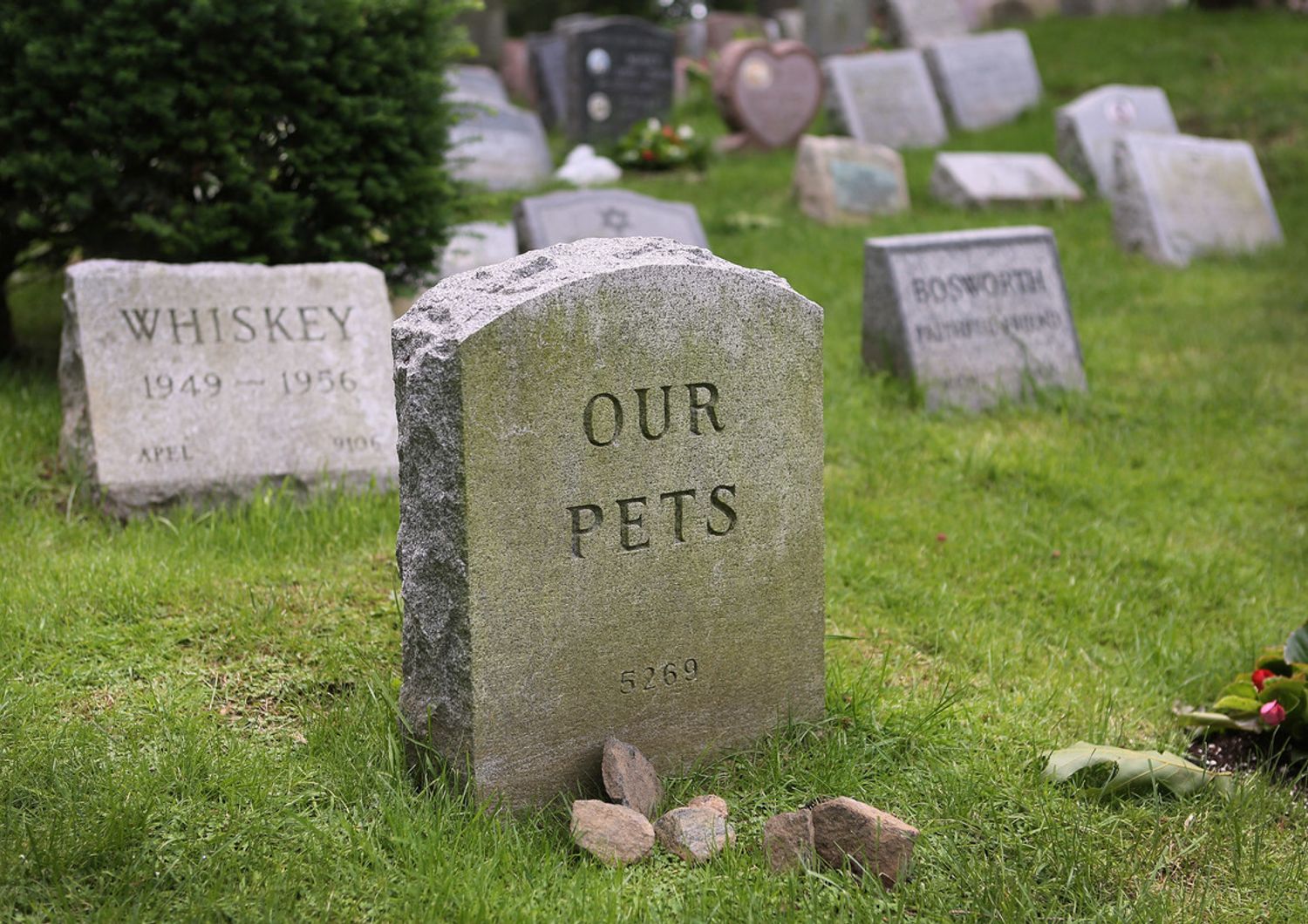 Pet cemetery