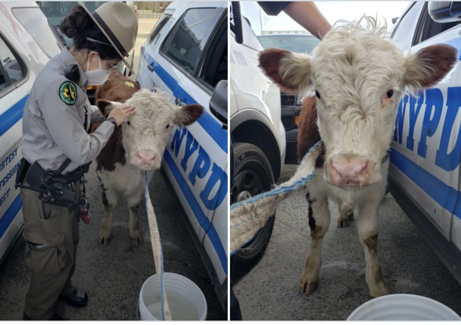 mucca in fuga a new york inseguita dalla polizia