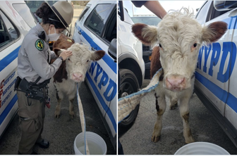 mucca in fuga a new york inseguita dalla polizia