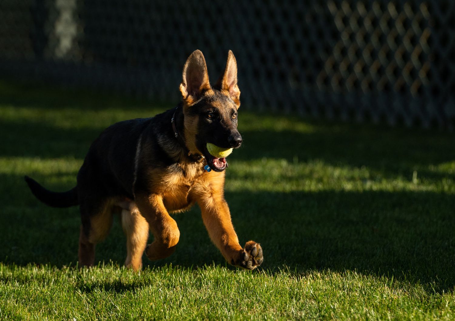 Commander, nuovo cucciolo alla Casa Bianca&nbsp;