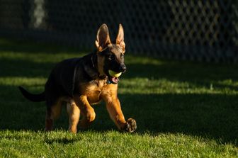 Commander, nuovo cucciolo alla Casa Bianca&nbsp;