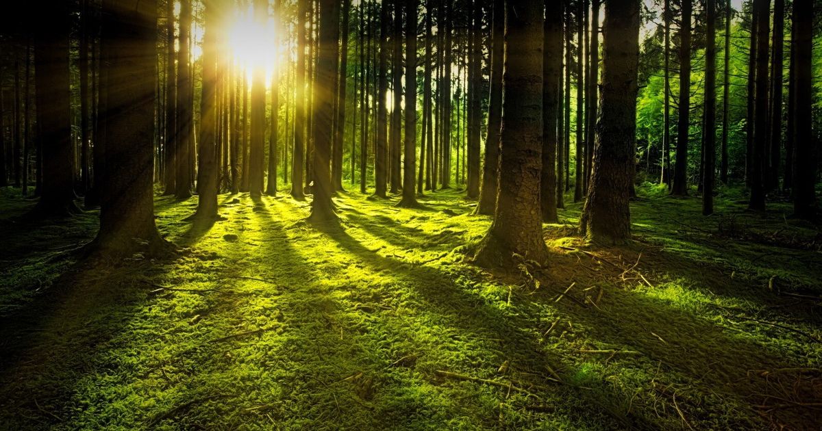entro il 2100 le foreste europee non saranno pi249 come le conosciamo