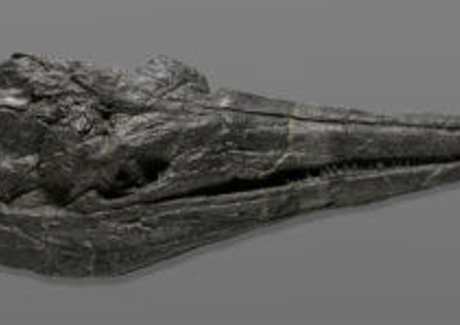 Fossile di ittosauro&nbsp;